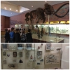 Палеонтологический музей (3 
